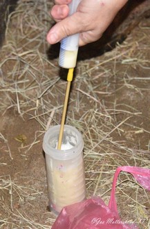 Feeding a foal colostrum