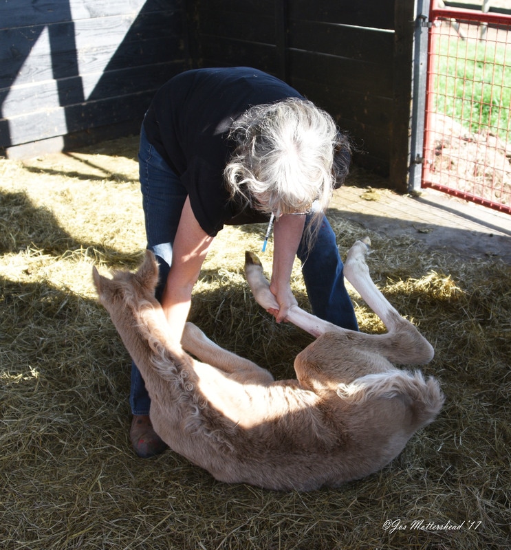 Laying a foal down for an IgG test