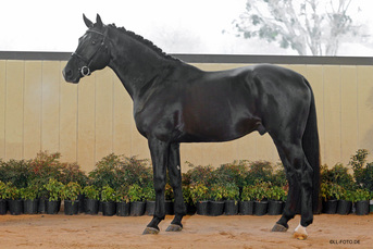 Dracula d'Avalon - Oldenburg Stallion - Warmblood breeding