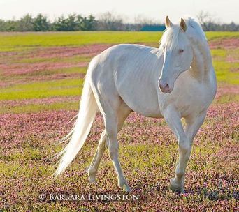 Goldmaker - Cremello Thoroughbred Stallion - Sporthorse breeding