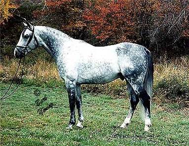 Oldenburg Stallion Mannhattan