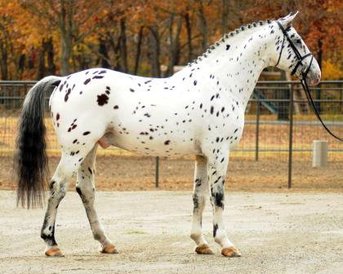 Colorado Skrodstrup - Knabstrupper stallion - Warmblood breeding