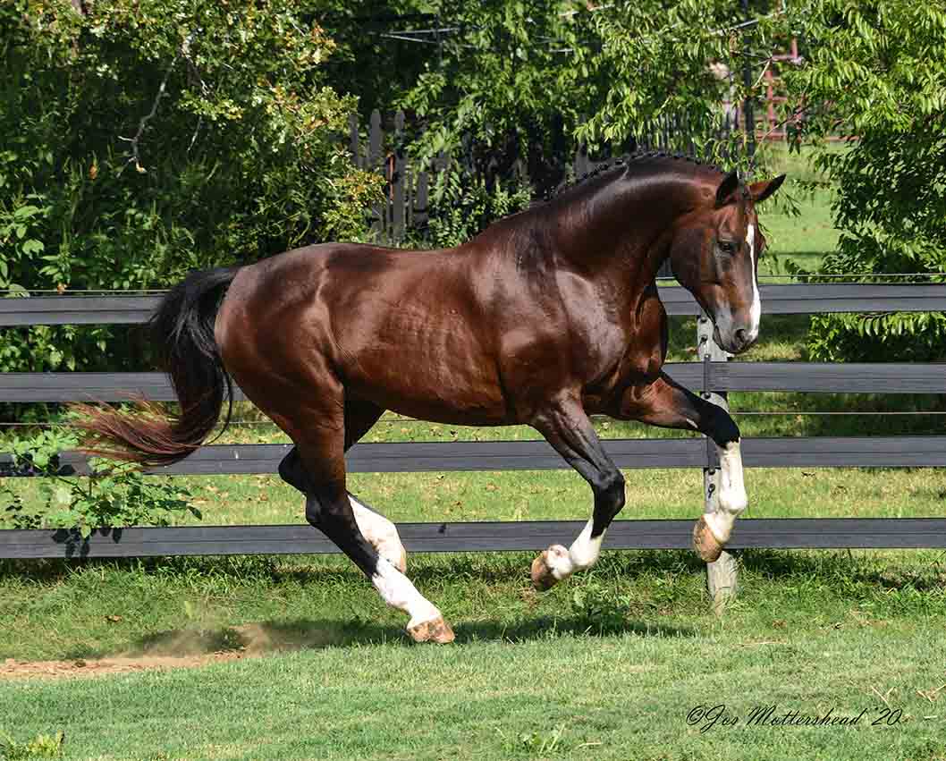 Apiro Warmblood Stallion