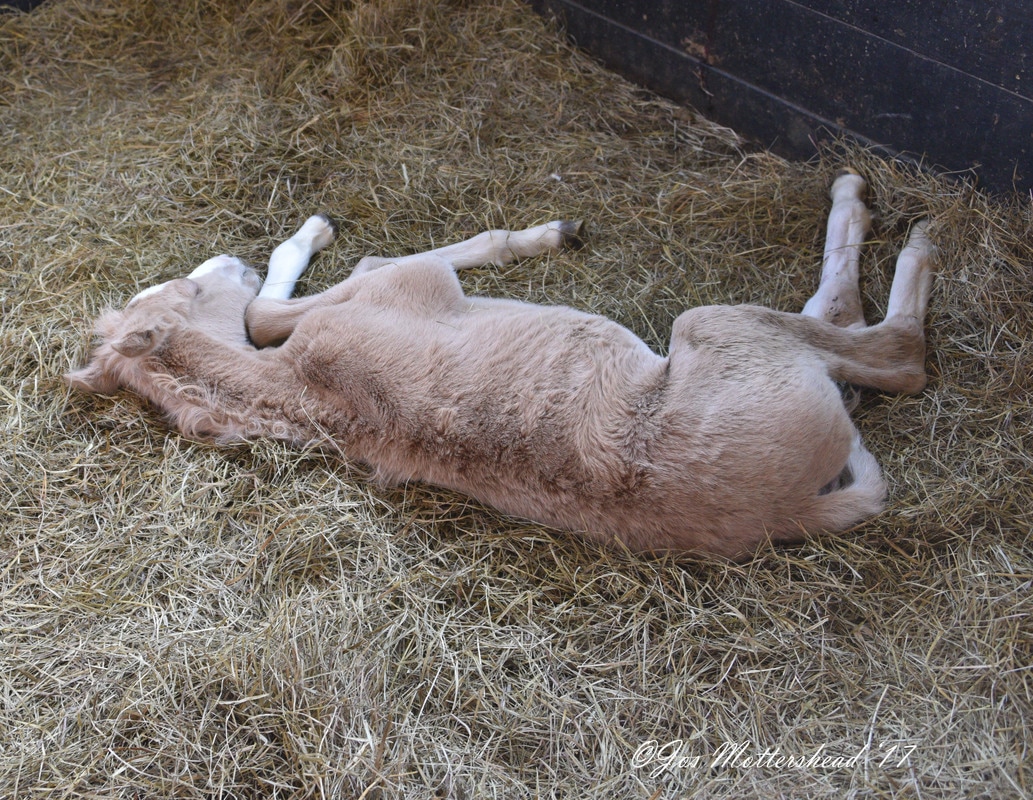 Newborn Foal | IgG test