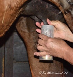 collecting colostrum in the mare