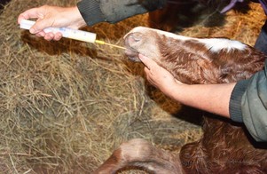 giving a foal colostrum