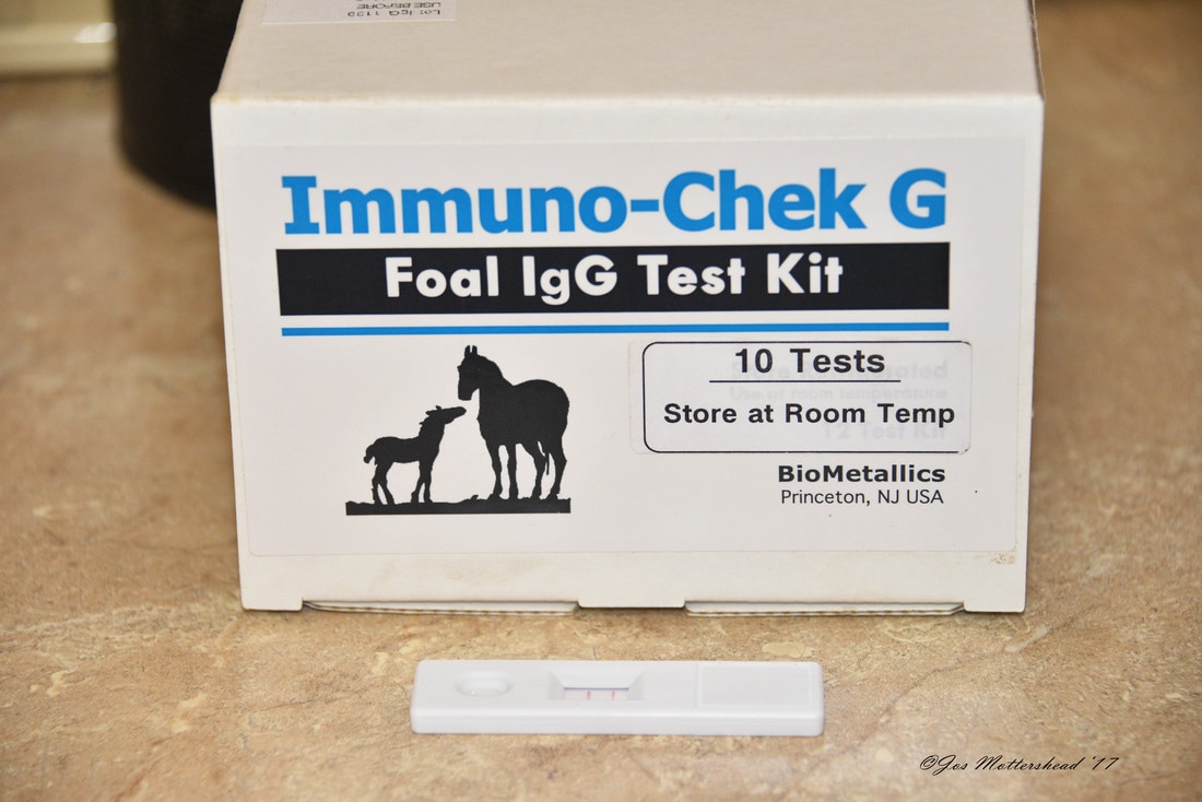 Immuno-Chek G - a foaling IgG test kit