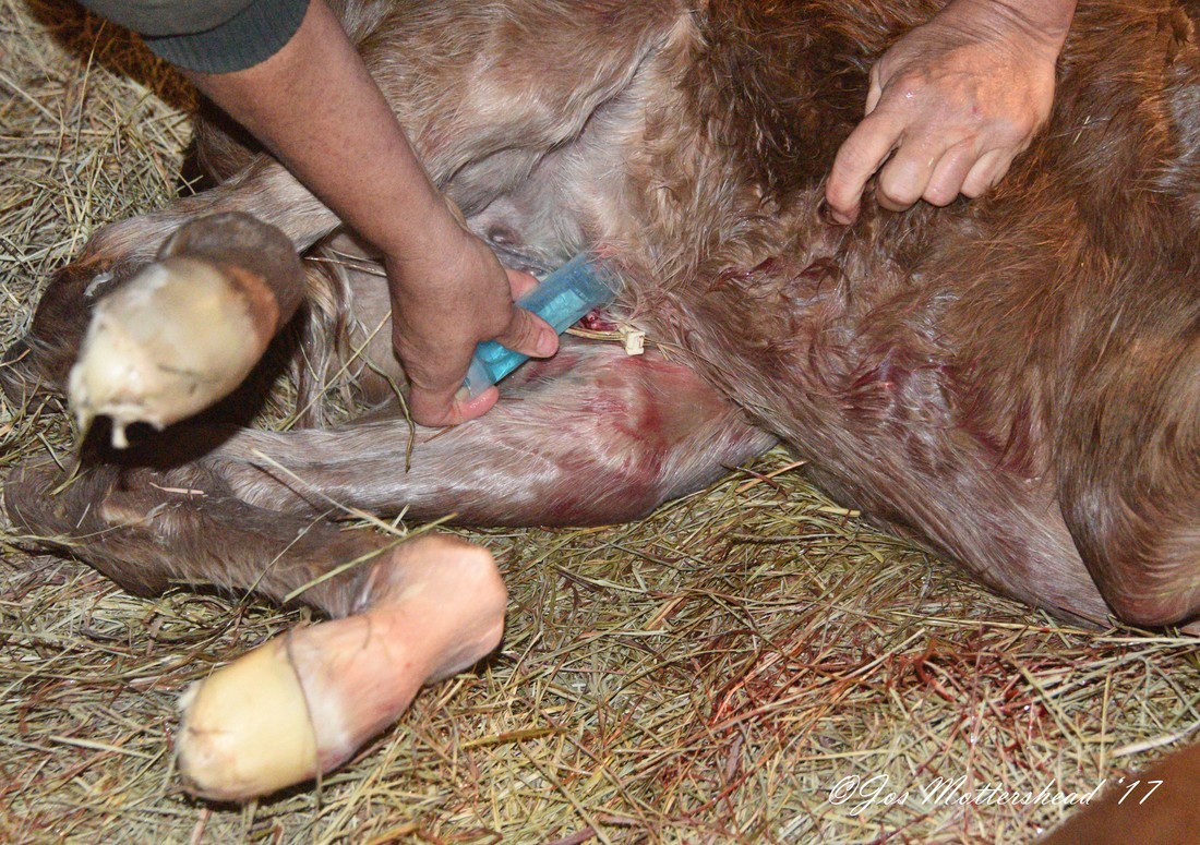 Dipping a foals navel
