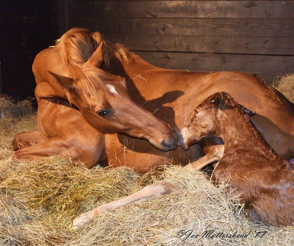 mare and newborn foal after foaling