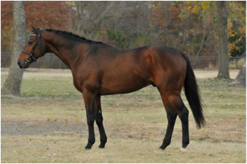 Baatesh - Thoroughbred Stallion - Sport horse breeding