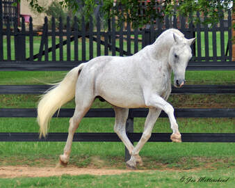 Mannattan - Oldenburg Stallion - Warmblood breeding